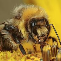 2008 (8) AUGUST Bombus lucorum feeding on a sunflower 